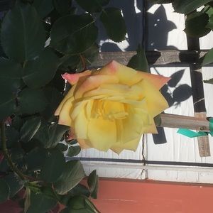 Meet your Posher, Karen